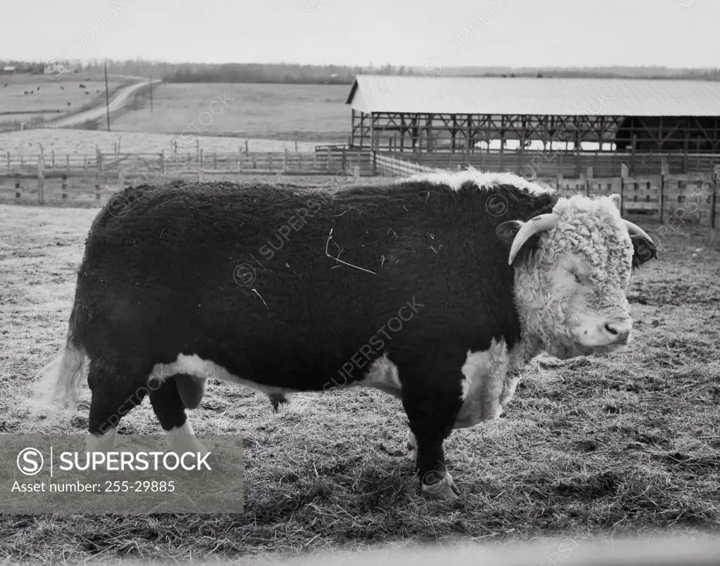 Side profile of a Hereford bull standing in a field