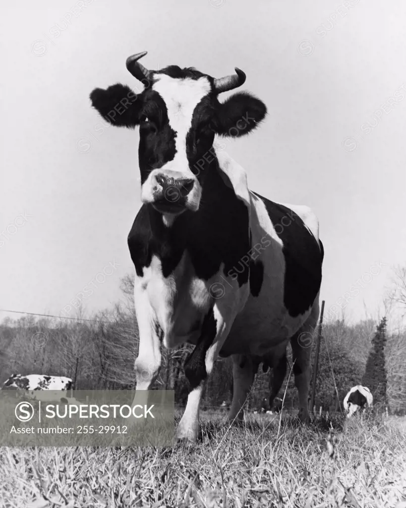 Low angle view of a bull standing in a field