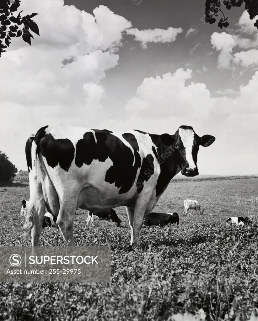 Cattle standing in a field