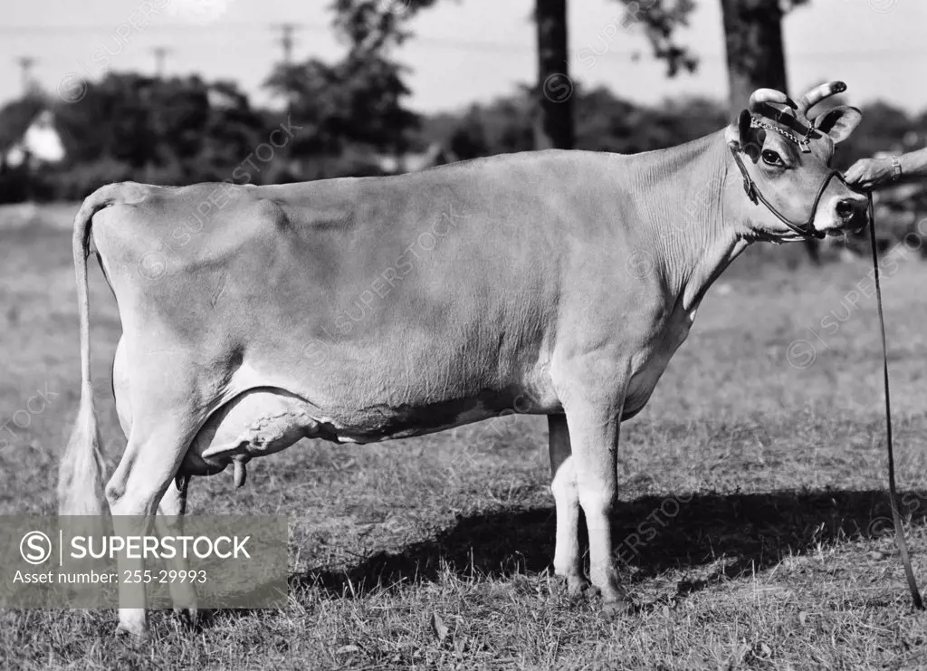 Side profile of a Jersey cow standing in a field