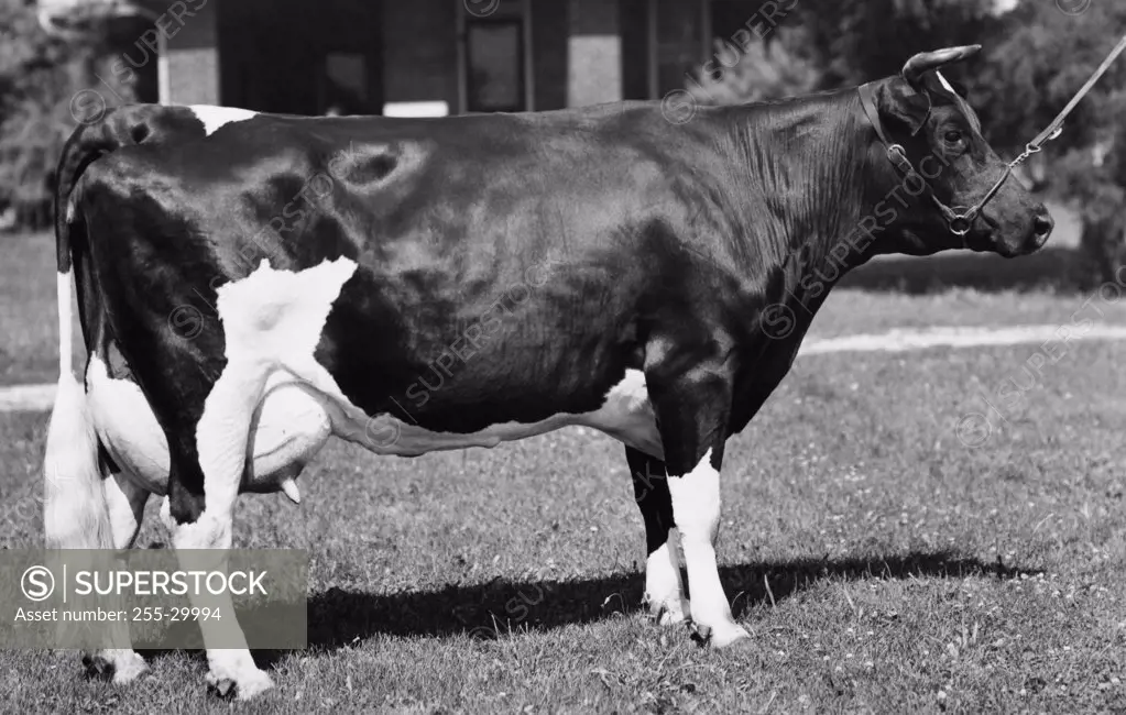 Side profile of a Holstein cow standing in a field