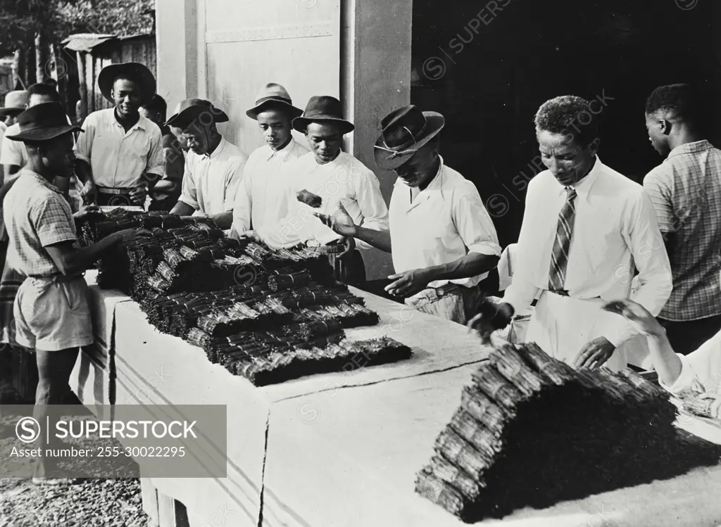 Vintage Photograph. Bundles of vanilla beans ready for shipment