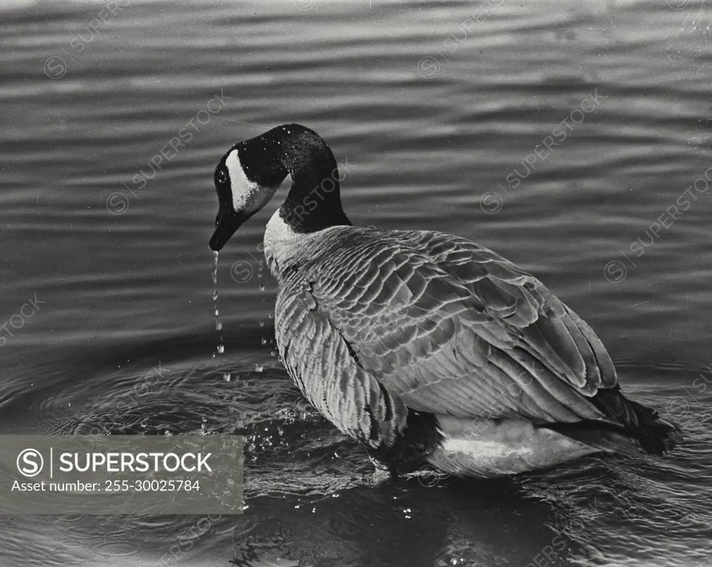 Vintage Photograph. Canada goose in the water.