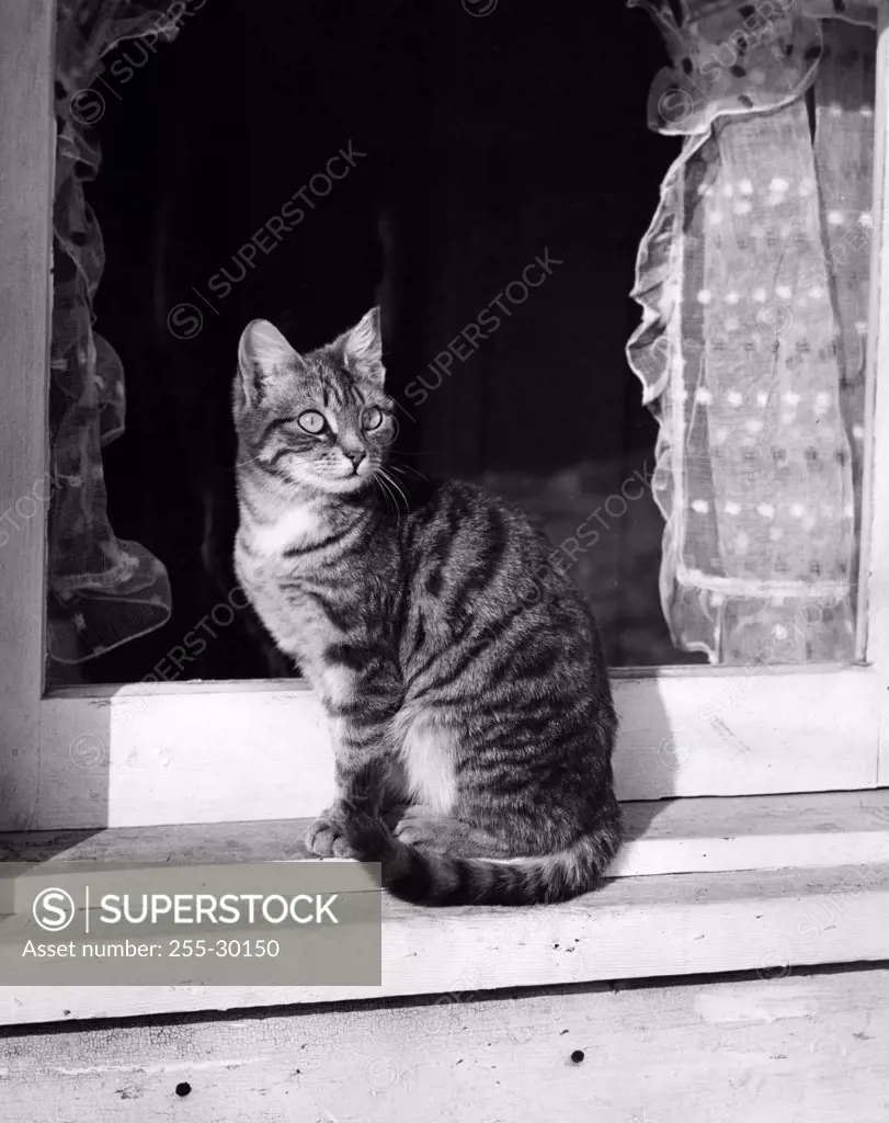 Cat sitting on a windowsill