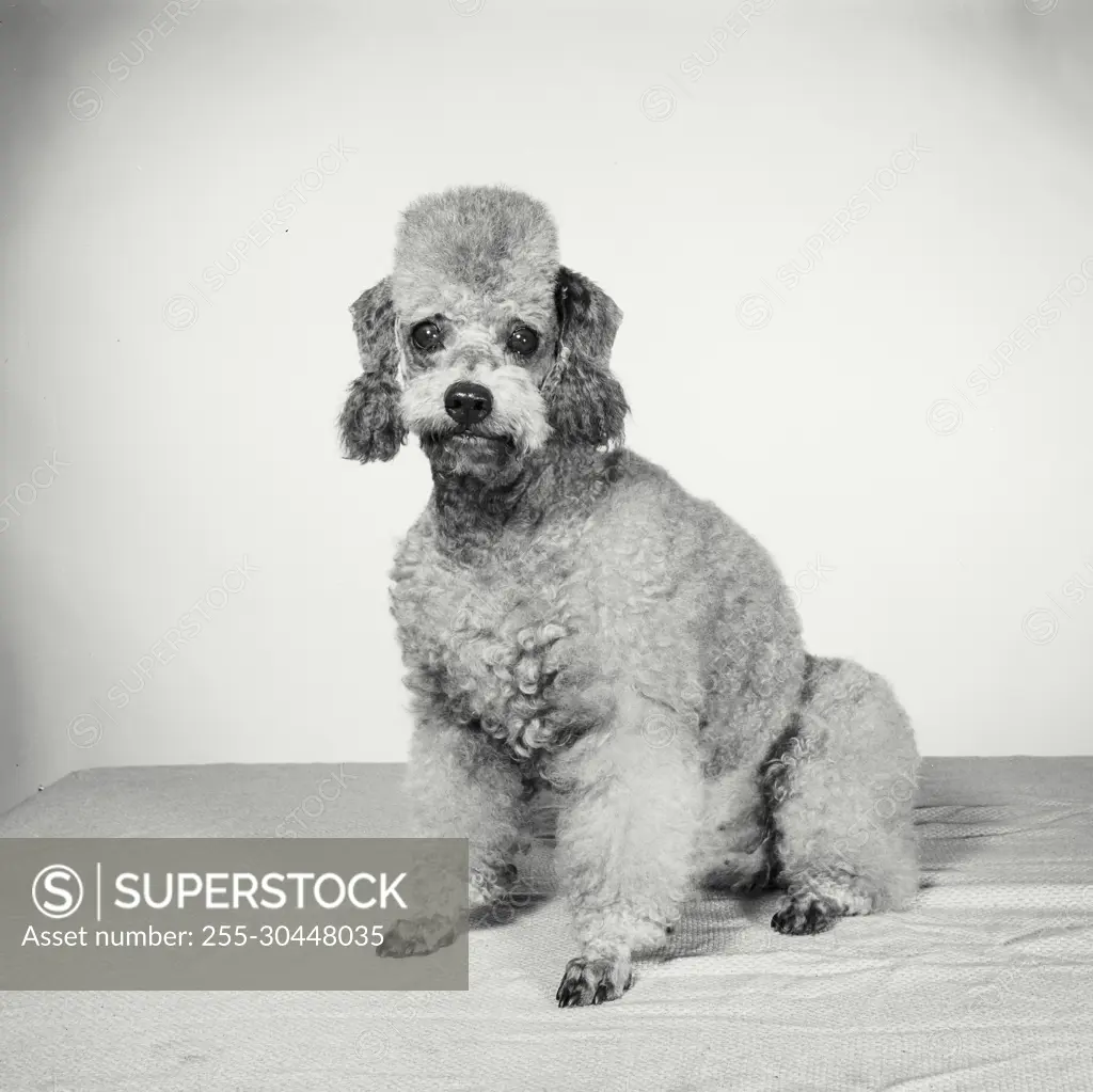 Vintage Photograph. Groomed poodle on blank background. Frame 8