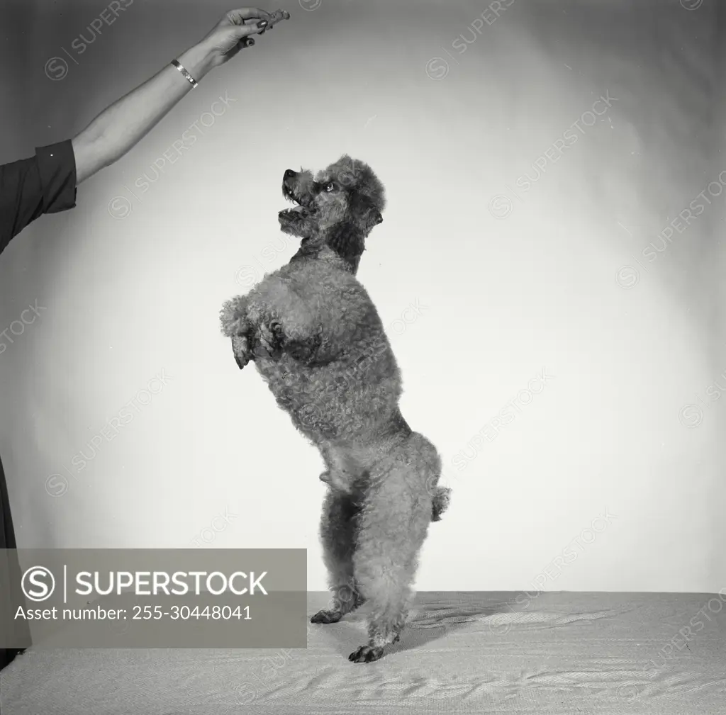 Vintage Photograph. Groomed poodle on blank background standing on hind legs. Frame 1