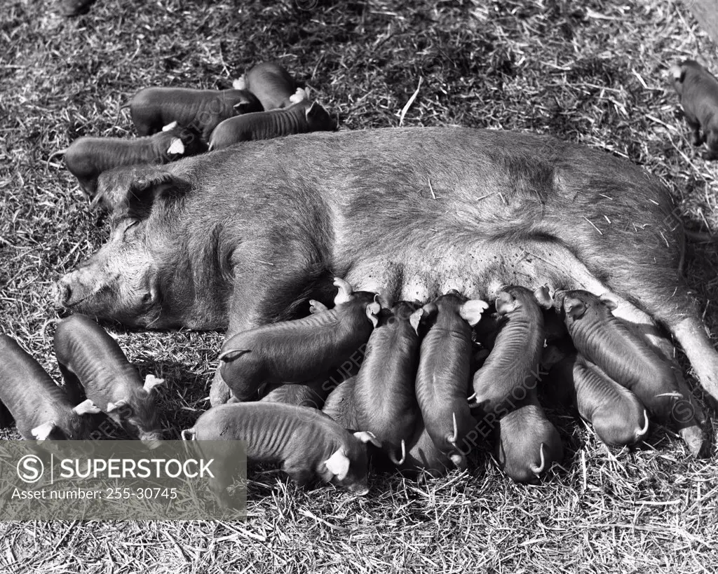 High angle view of a female pig feeding its piglets (Sus scrofa)