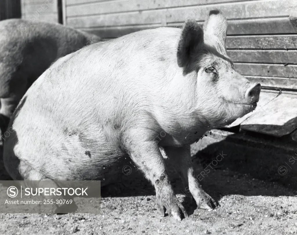 Large pig sitting in dirt