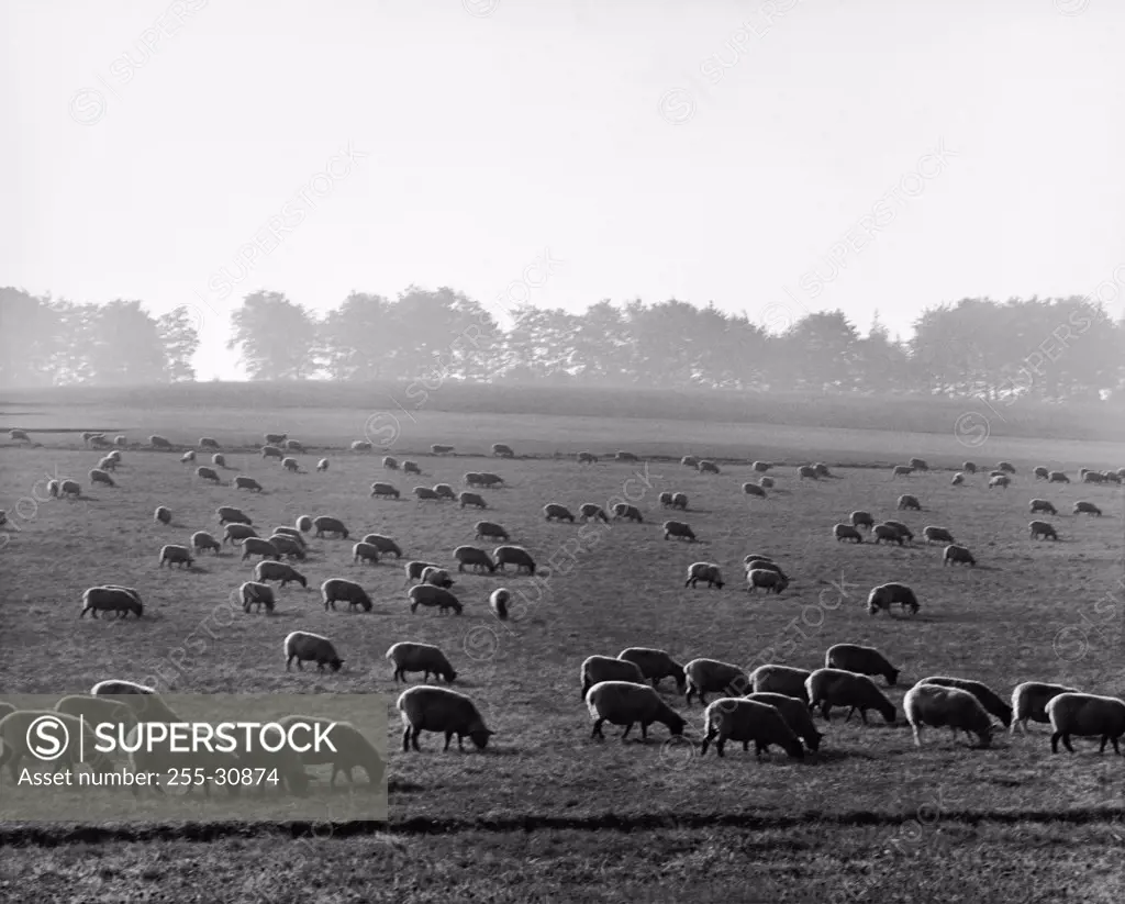 Flock of sheep grazing in a field, England