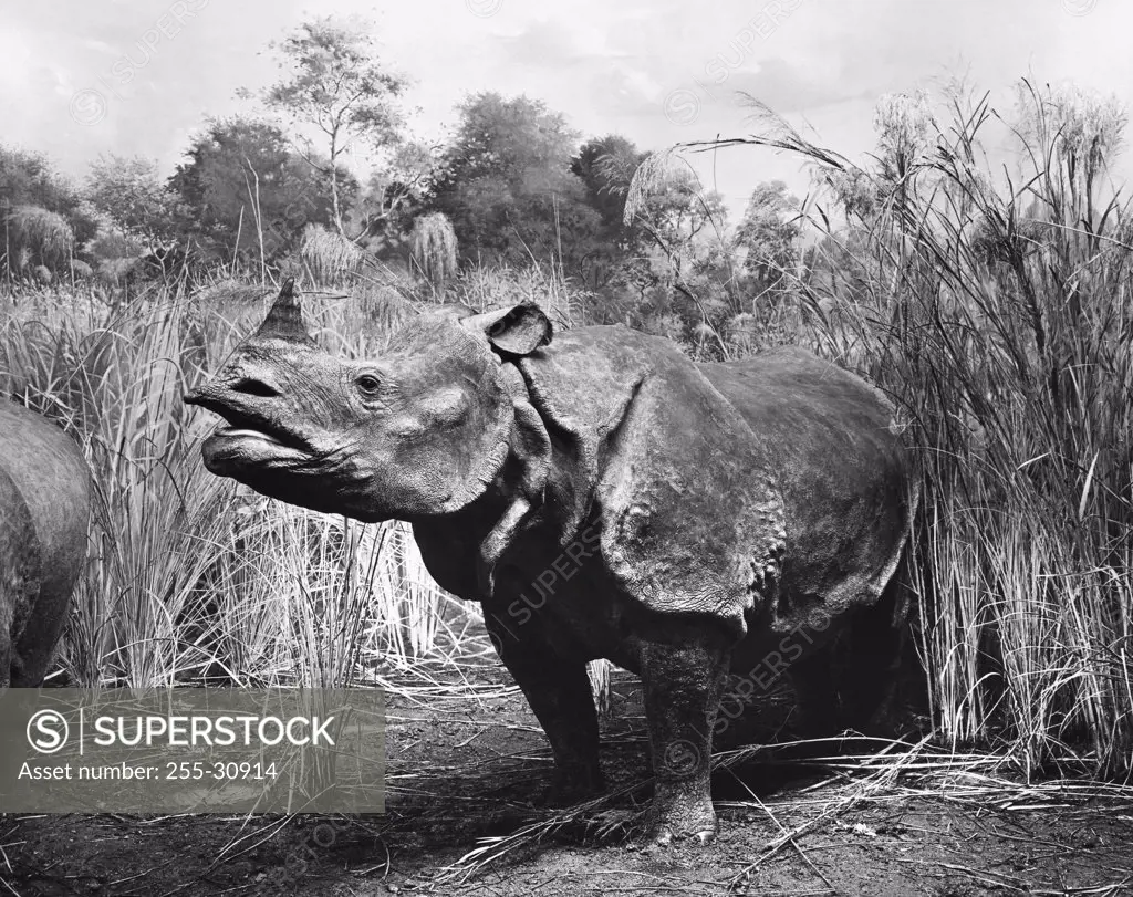 Statue of a Great Indian Rhinoceros in a museum, American Museum of Natural History, New York City, New York, USA