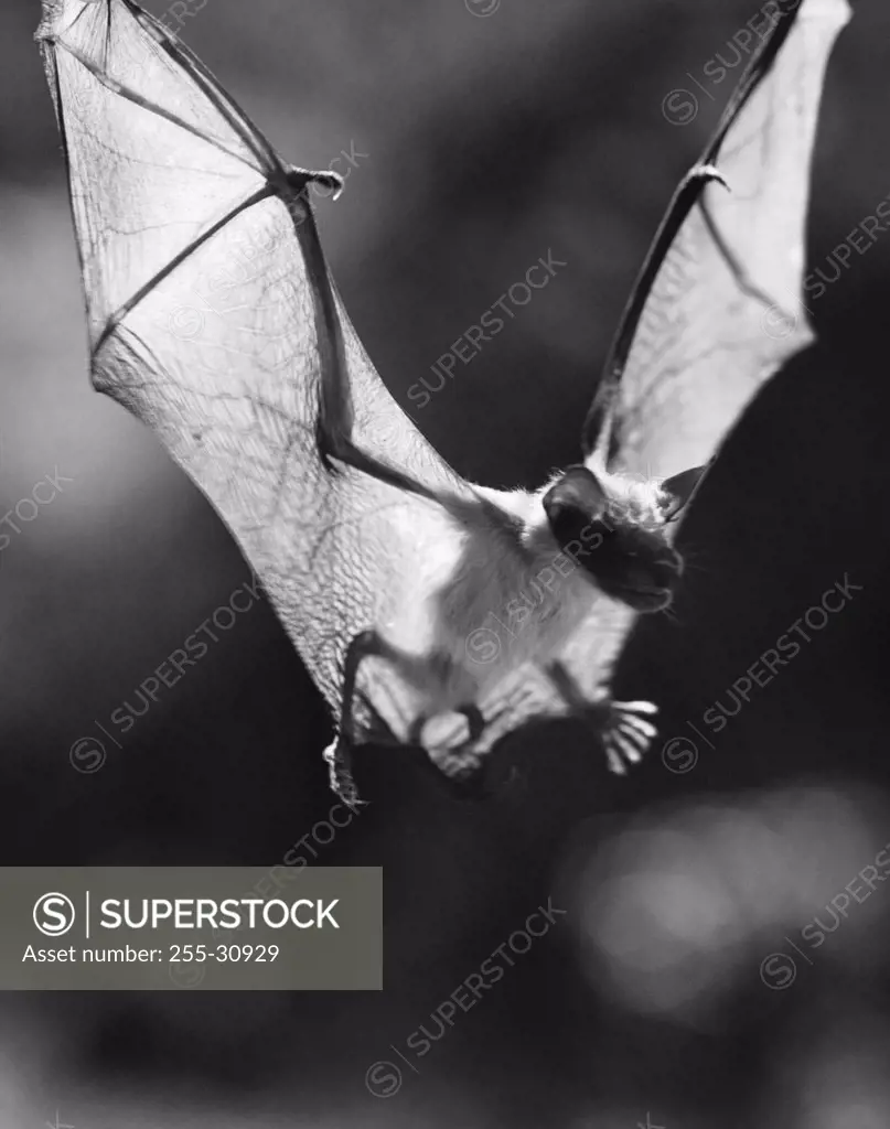 Bat flying through the air