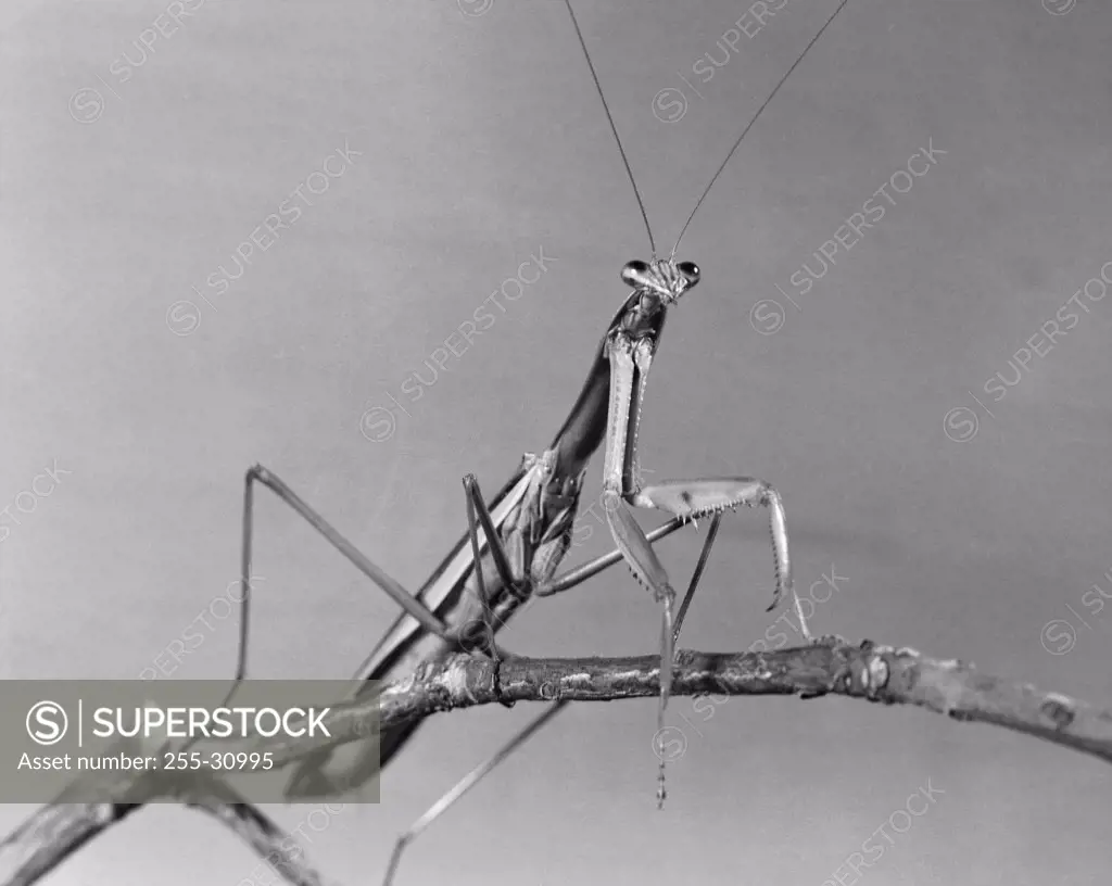 Praying Mantis perching on a stem (Mantis religiosa)