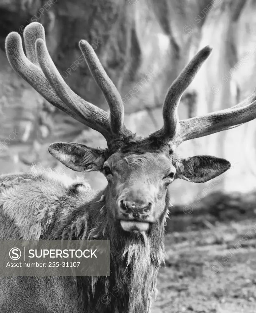 Close-up of an elk