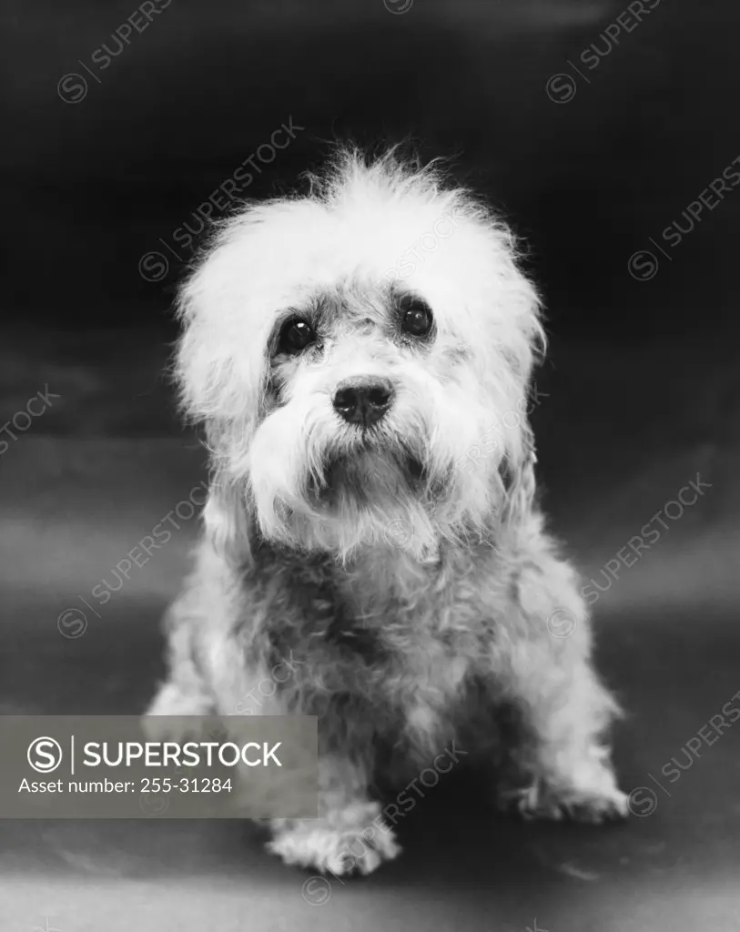 Dandie Dinmont Terrier puppy