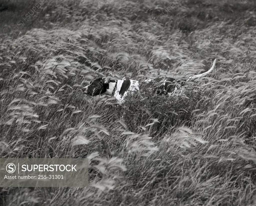 Dog running in a field