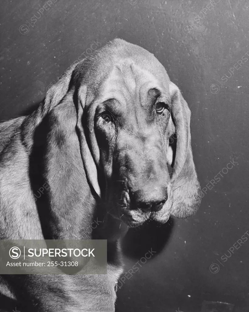 Close-up of a bloodhound