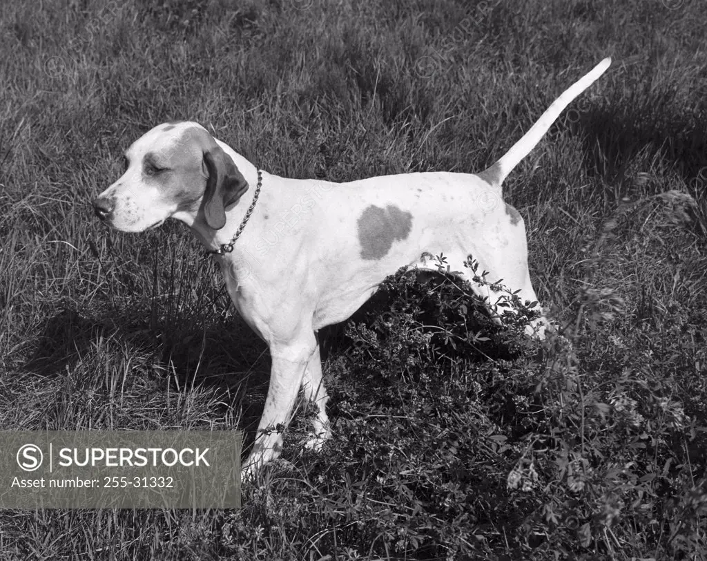 English Pointer standing in a field