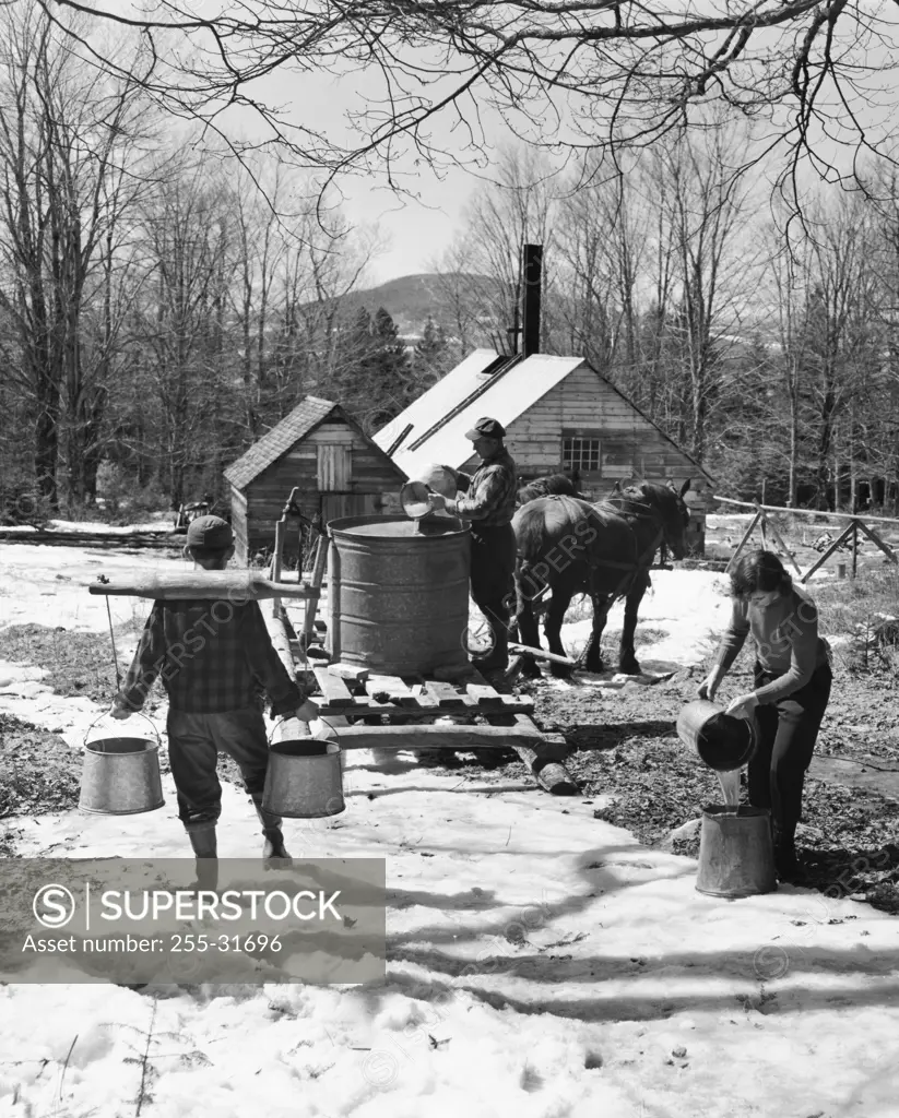 Two men and a woman collecting sap to produce maple syrup, Lancaster, New Hampshire, USA