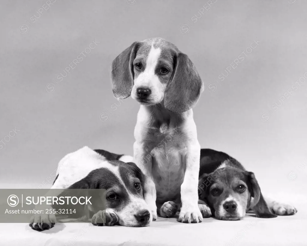 One beagle sitting and two beagles lying down (Canis familiaris)