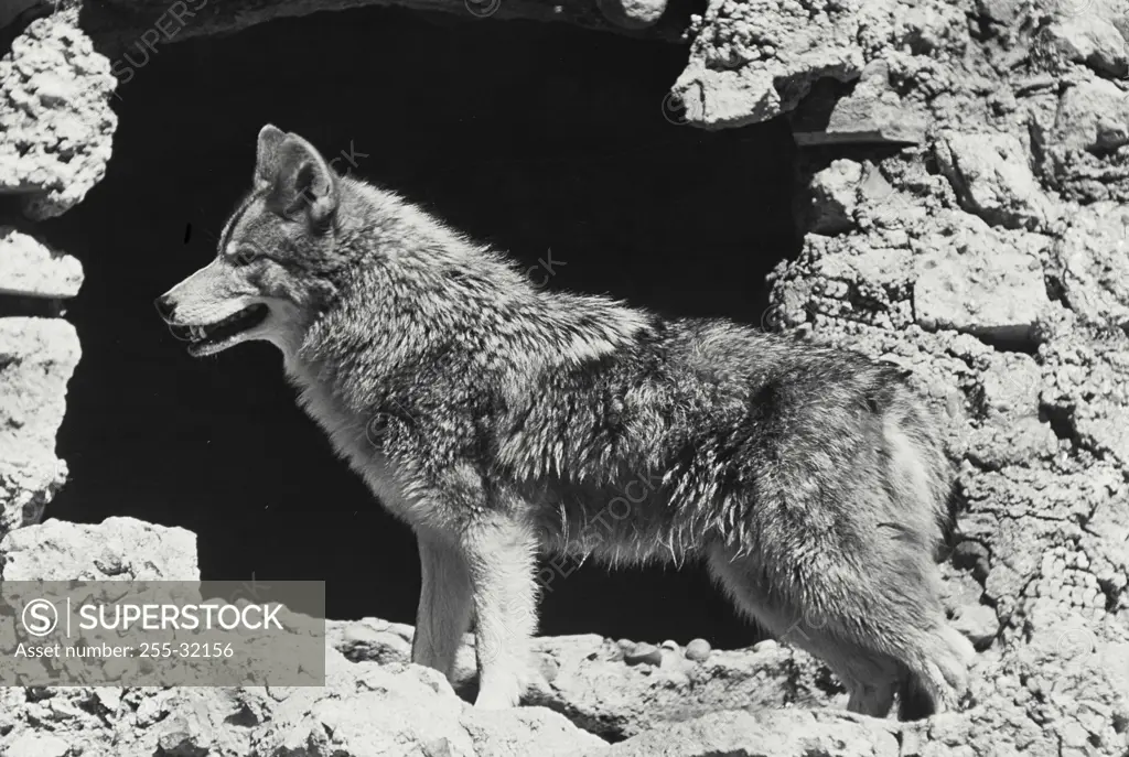 Vintage Photograph. View of Coyote standing in rocks.