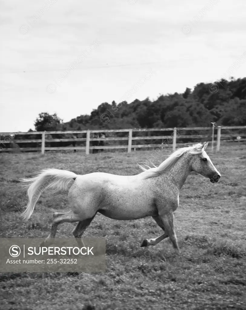 Horse running in a field