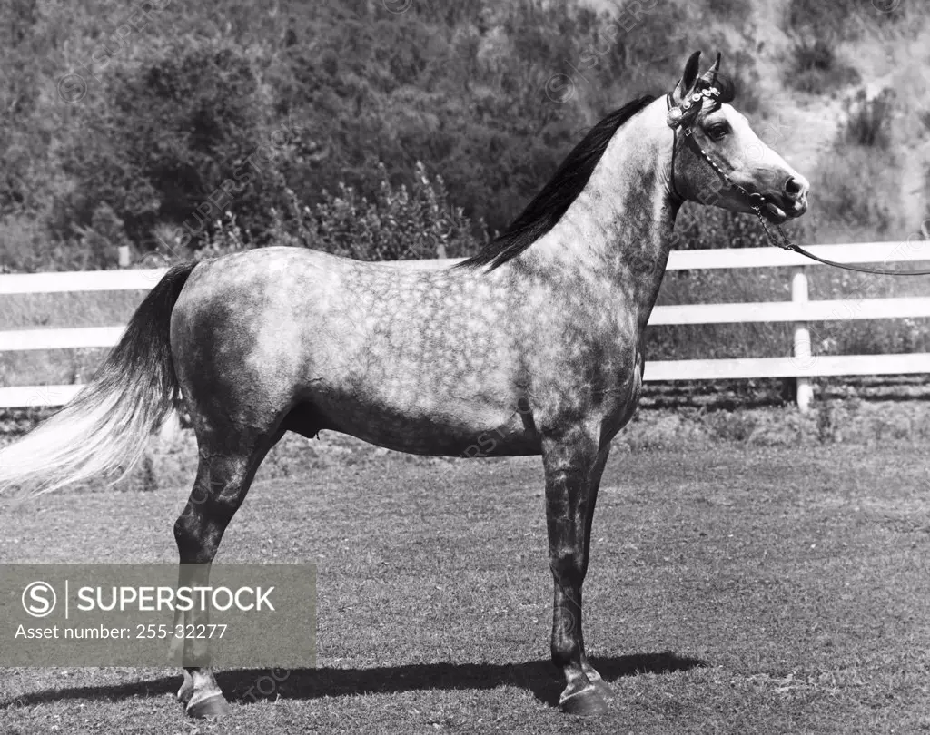 Arabian Stallion standing on a ranch