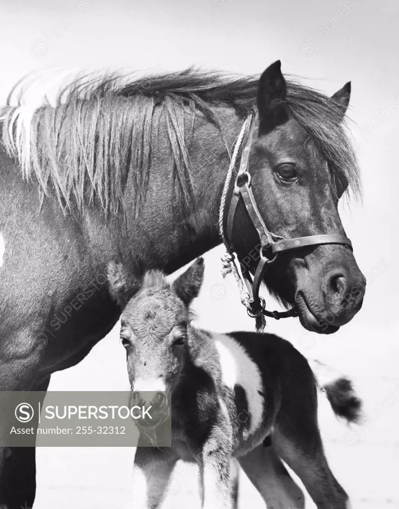 Horse standing with its foal