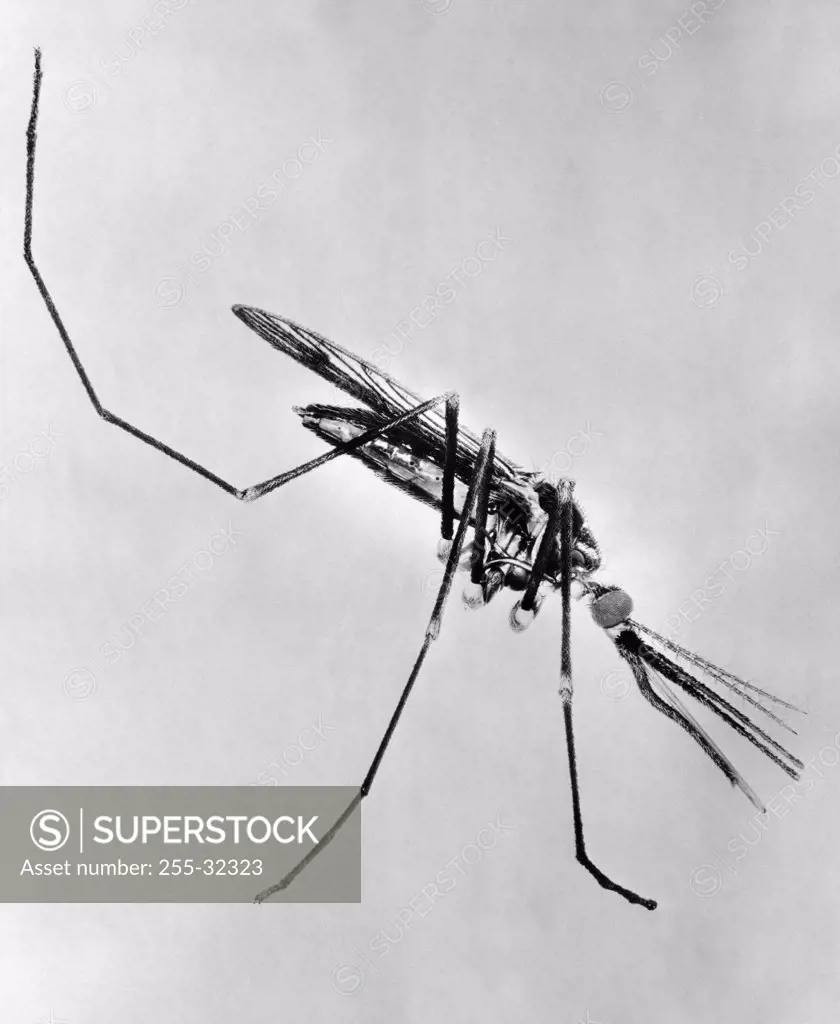 Vintage Photograph. Close up of mosquito on white background