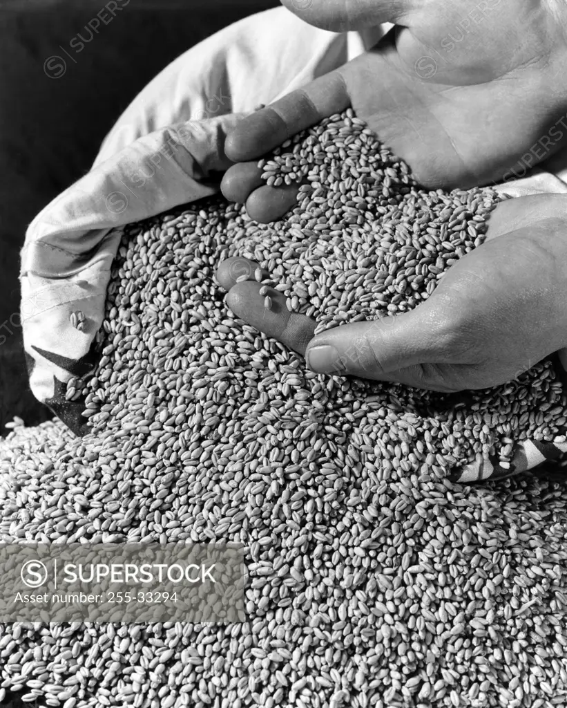 Hands digging into heap of grain