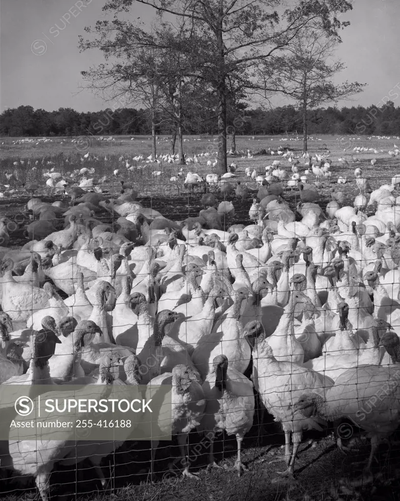 Large group of turkeys in enclosure