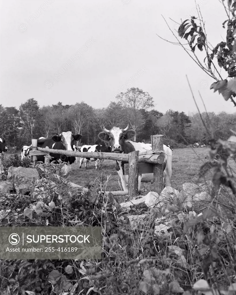 Cows in pasture