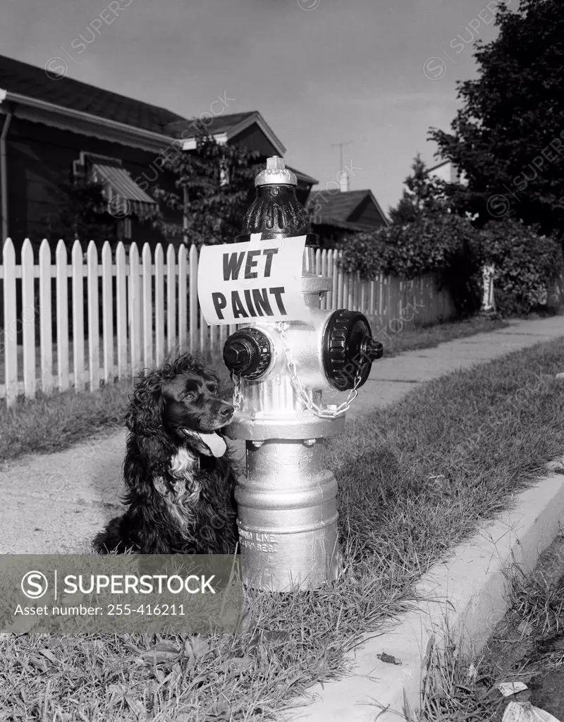 Dog sitting close to hydrant with 'wet paint' sign