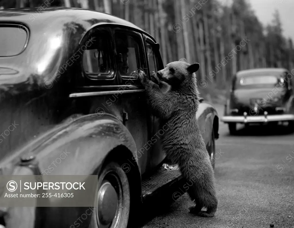 USA, Wyoming, Yellowstone National Park, Small bear begging for food at car of passing tourist