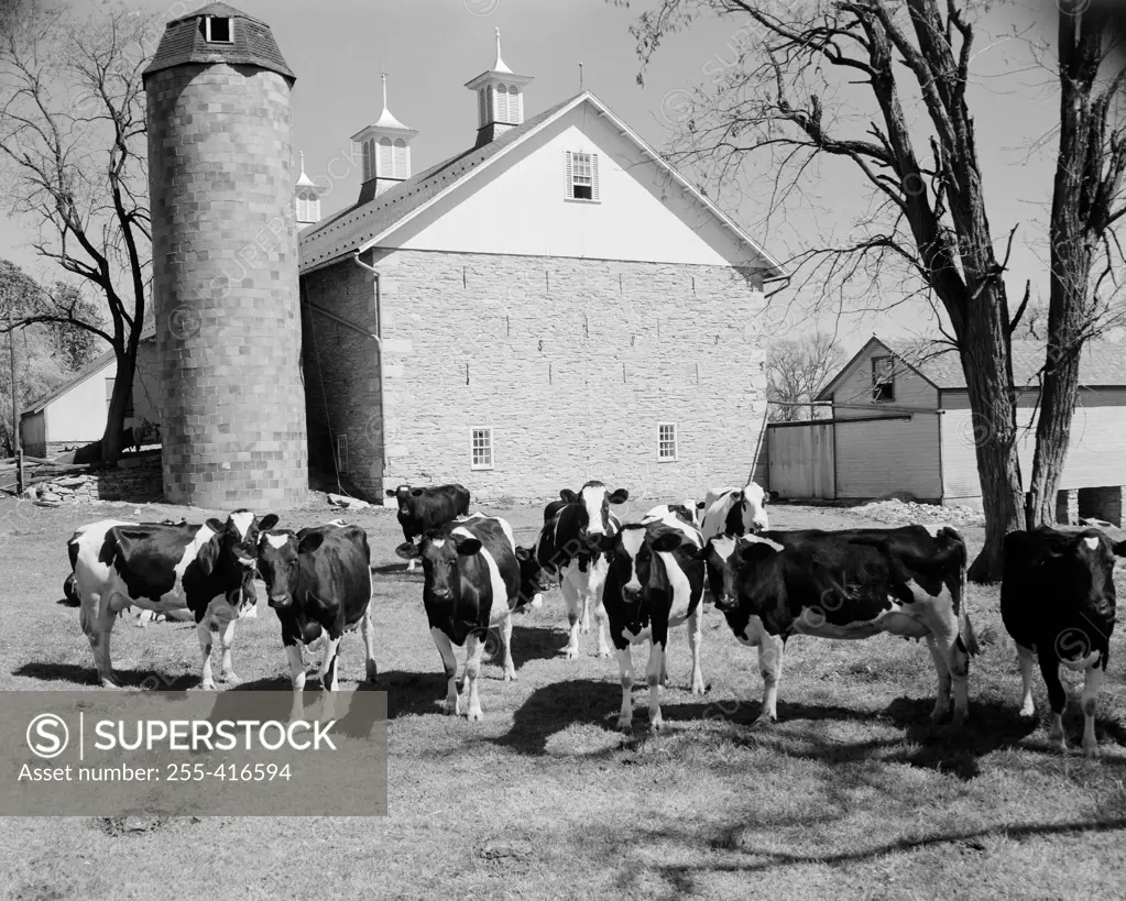 USA, Pennsylvania, Lebanon, herd of cow standing in village