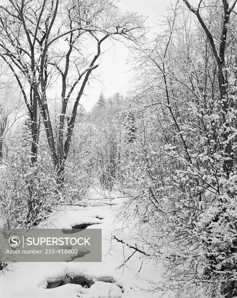 USA, Vermont, winter forest