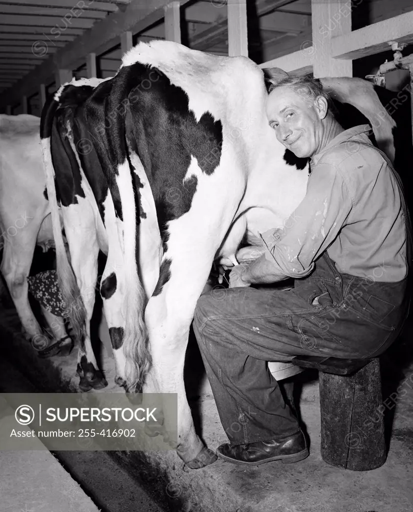 Man milking cow and looking at camera - SuperStock