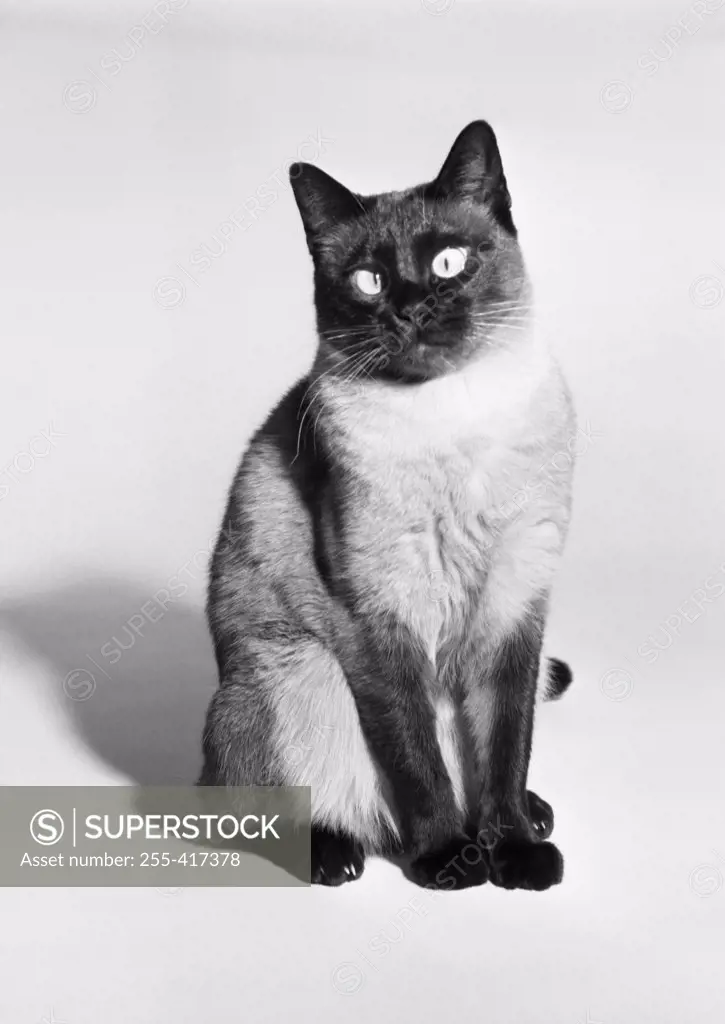 Siamese cat, studio shot