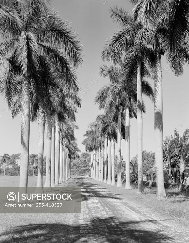 USA, Florida road lined with Royal Palm trees