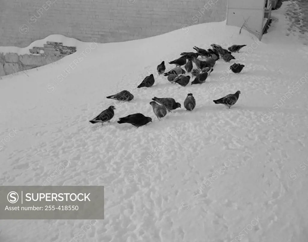 Pigeons in snow