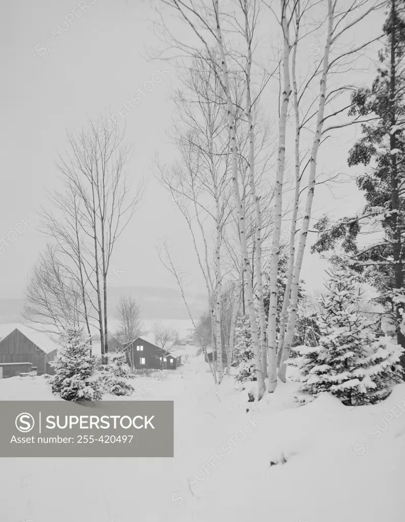 USA, New Hampshire, Lancaster, Winter landscape with birch tree