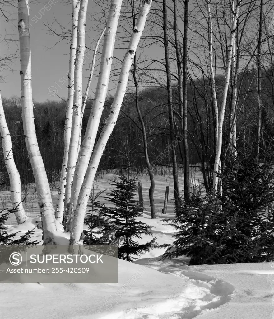 USA, New Hampshire, Lancaster, Winter landscape with birch tree