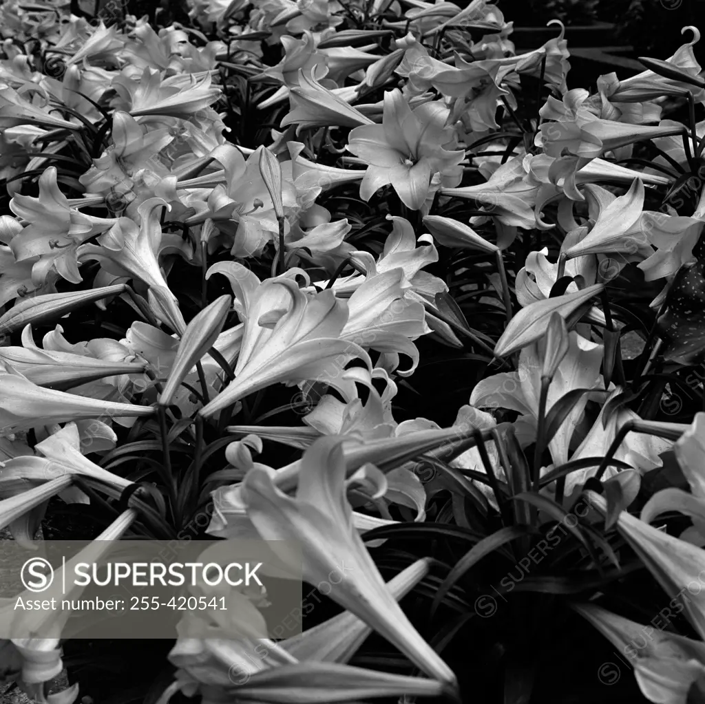 Full frame shot of lilies