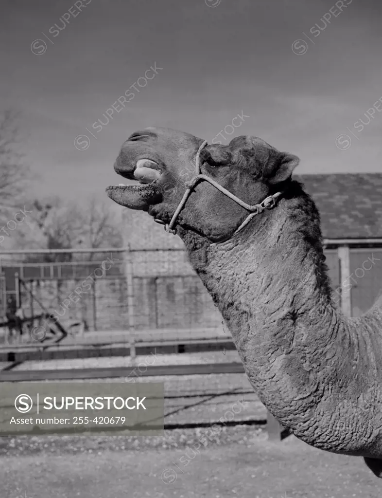 USA, New Orleans, Camel in zoo