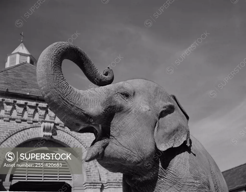 USA, Louisiana, New Orleans, Elephant in zoo