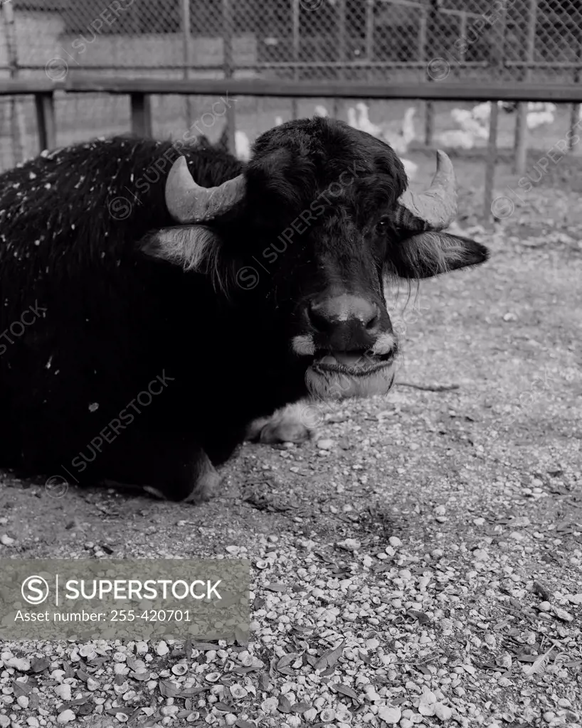 USA, Louisiana, New Orleans, Water Buffalo in Zoo