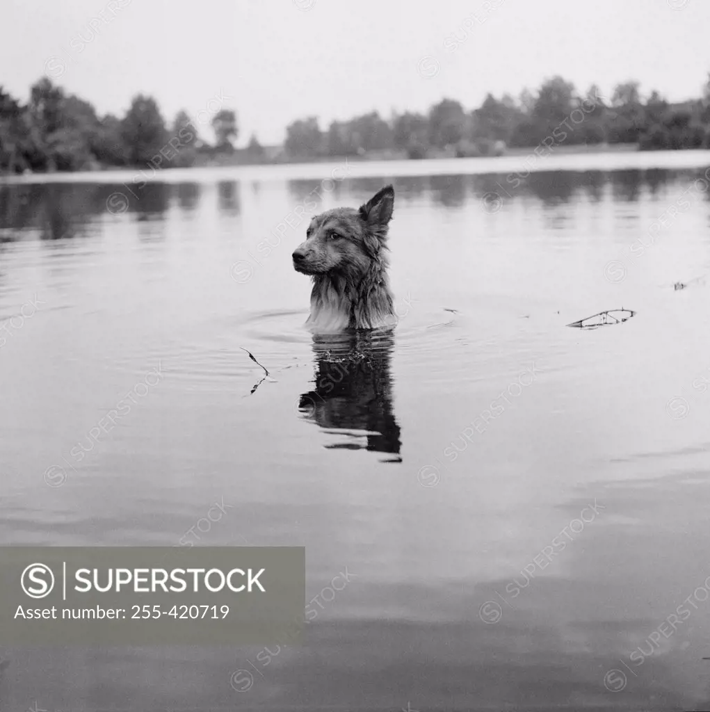 Dog in lake