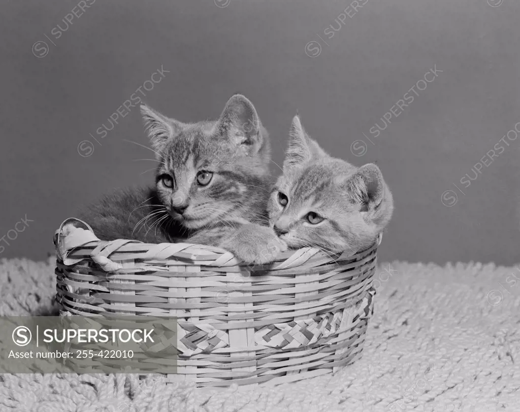 Two kittens in basket