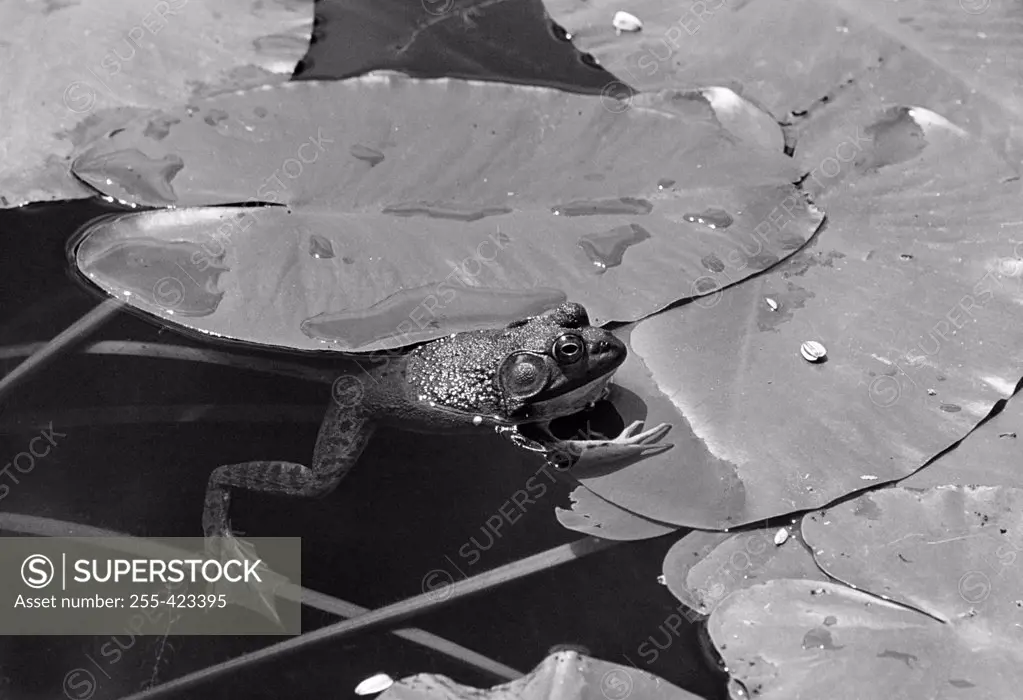 Bullfrog on Lily pads