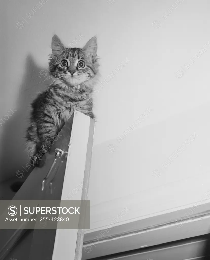 Bright eyed kitten sitting on top of doors