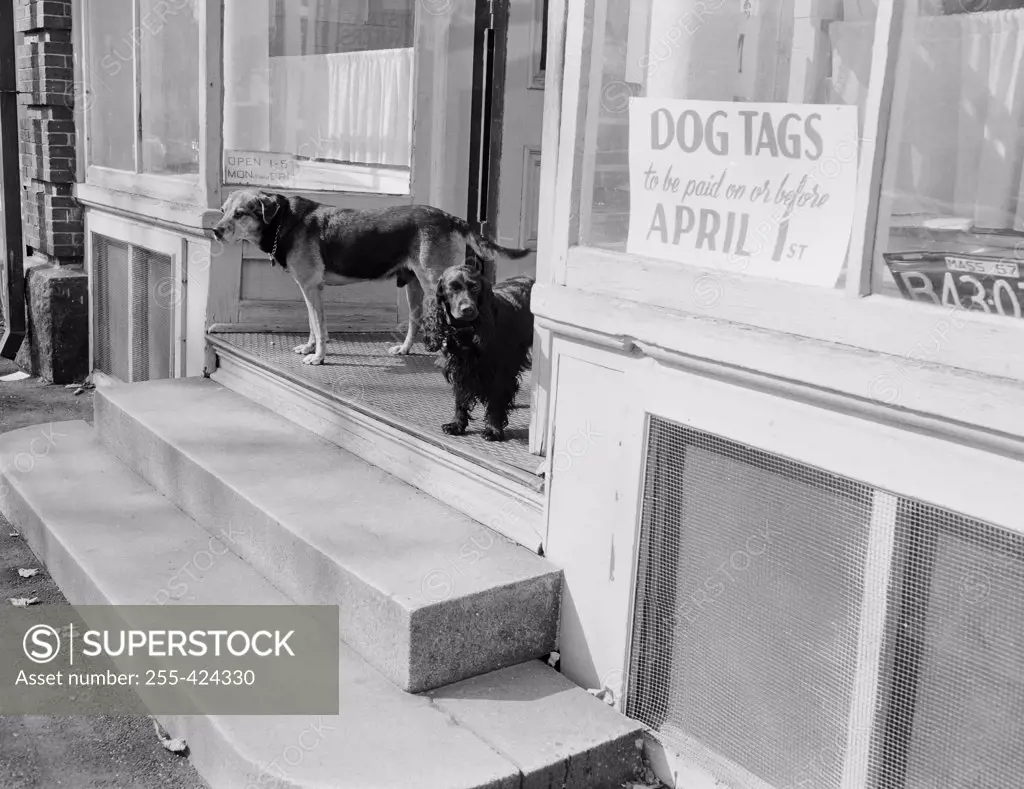 USA, Massachusetts, Northborough, Two dogs outside shop selling dog tags